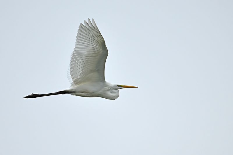 Great Egret (Ardea alba)