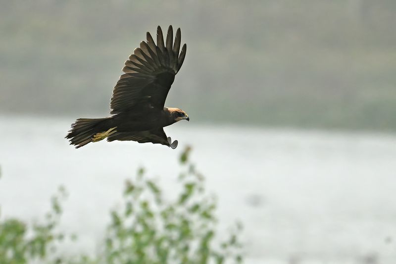 Western Marsh Harrier (Circus aeruginosus)