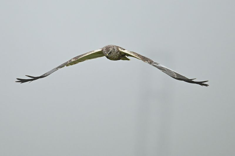 Western Marsh Harrier (Circus aeruginosus)