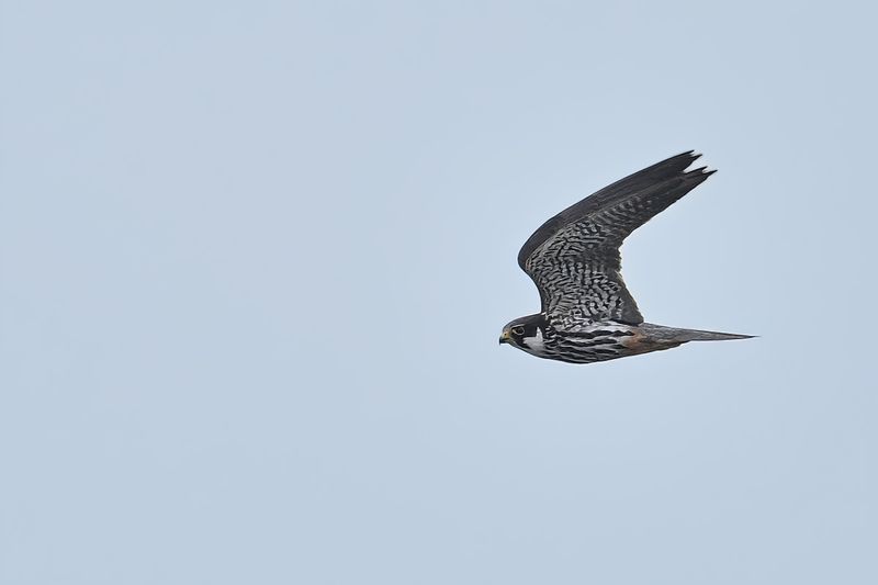 Hobby (Falco subbuteo)