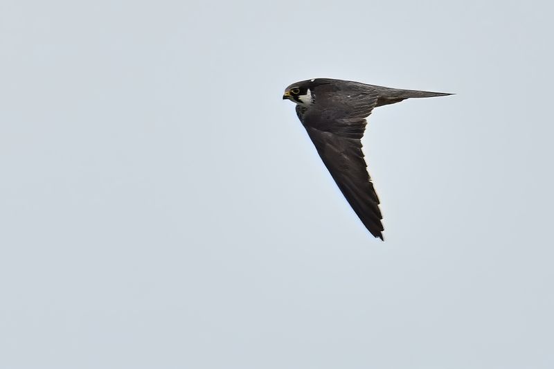 Hobby (Falco subbuteo)