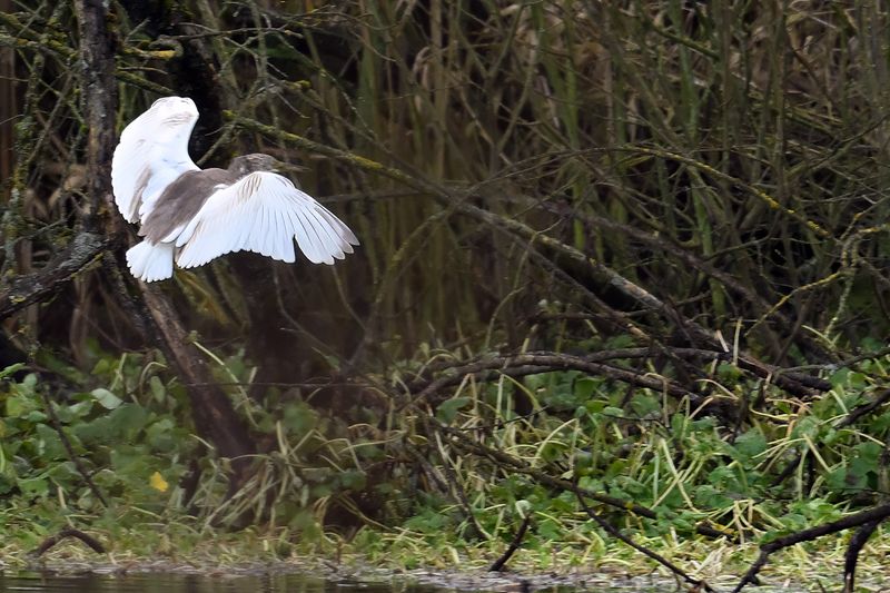Squacco Heron (Ardeola ralloides)