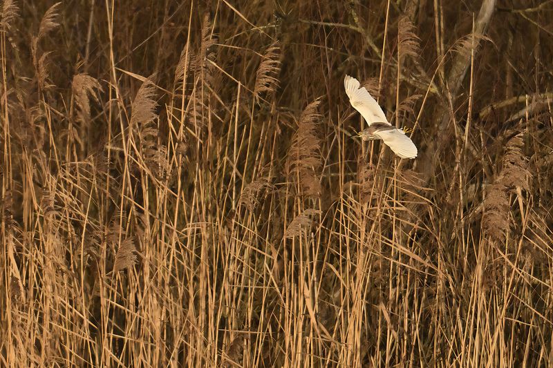 Squacco Heron (Ardeola ralloides)