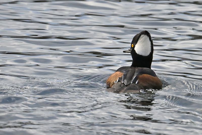 Hooded Merganser - (Lophodytes cucullatus)