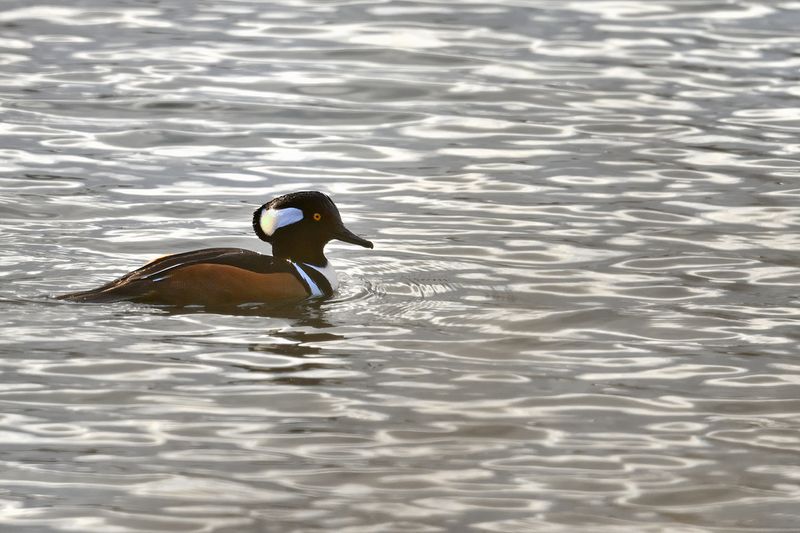 Hooded Merganser - (Lophodytes cucullatus)