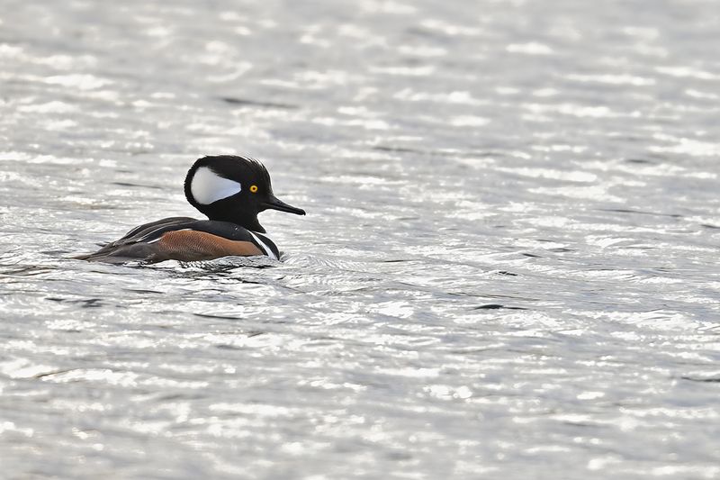 Hooded Merganser - (Lophodytes cucullatus)