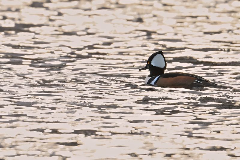Hooded Merganser - (Lophodytes cucullatus)