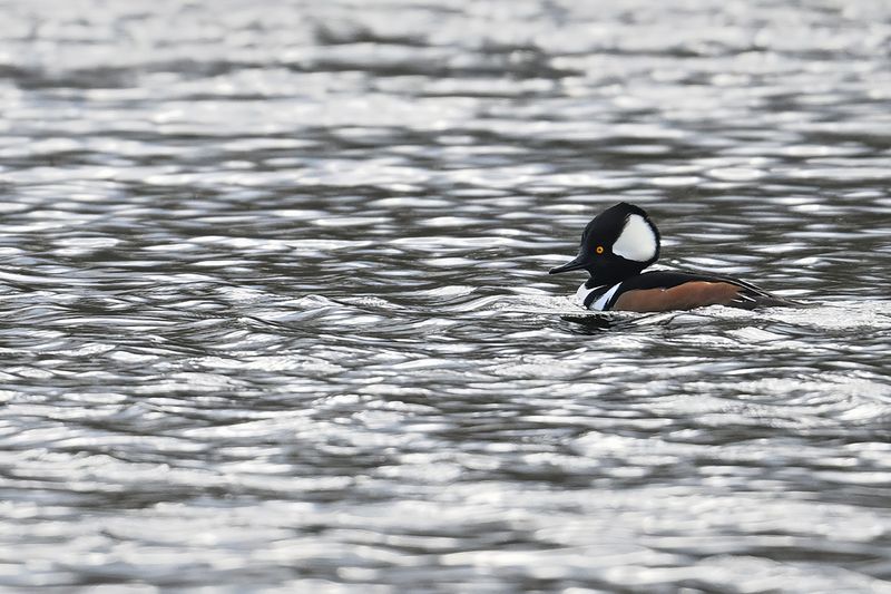 Hooded Merganser - (Lophodytes cucullatus)