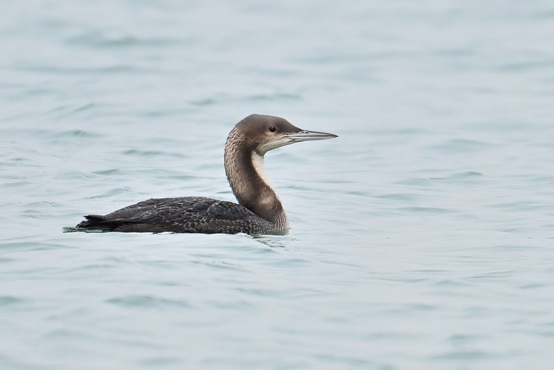 Pacific Diver - (Gavia pacifica)