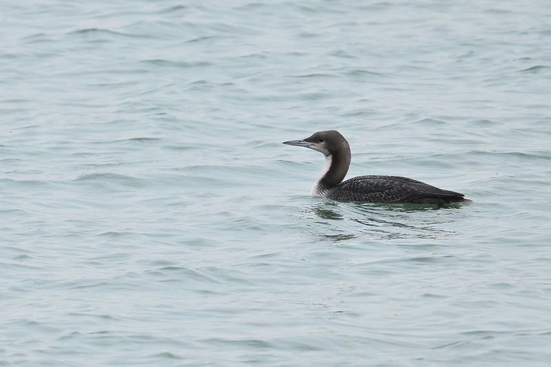 Pacific Diver - (Gavia pacifica)