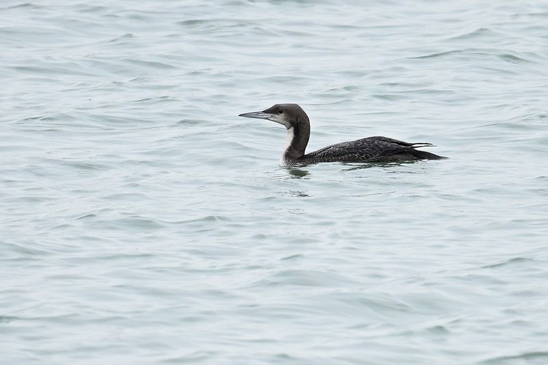 Pacific Diver - (Gavia pacifica)