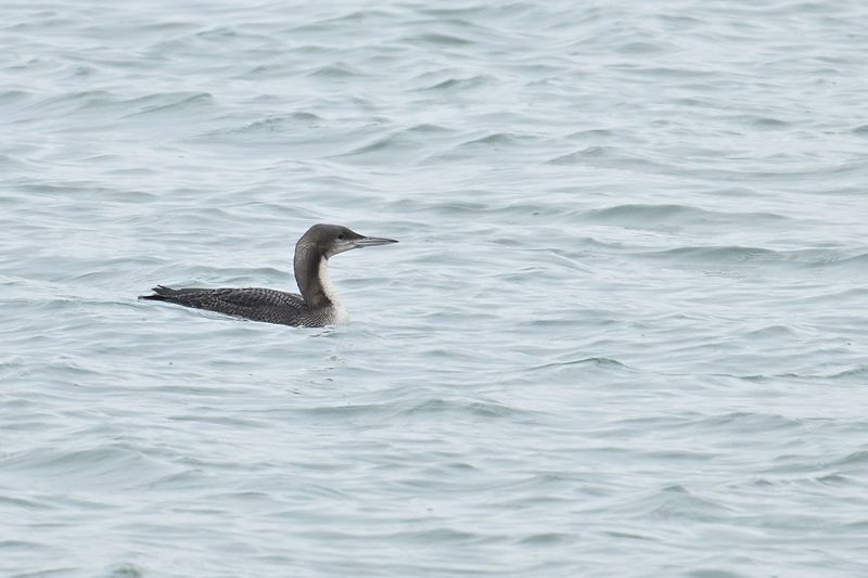 Pacific Diver - (Gavia pacifica)