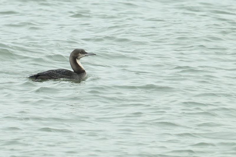 Pacific Diver - (Gavia pacifica)