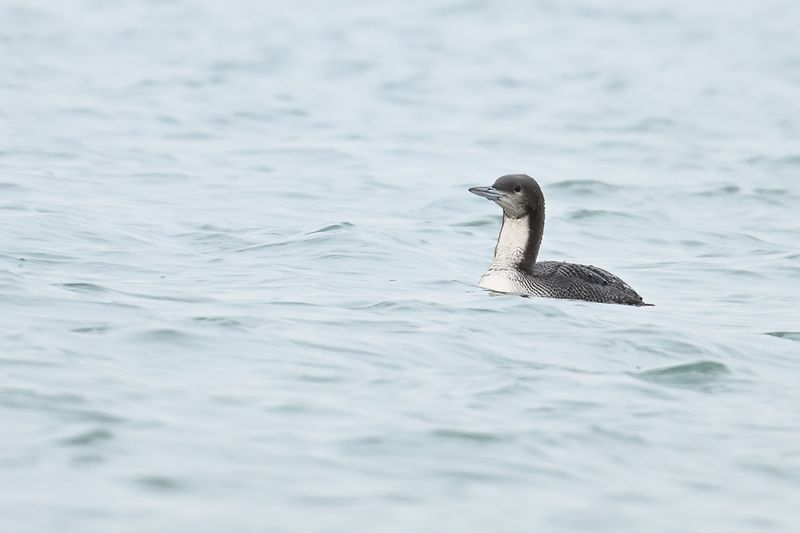 Pacific Diver - (Gavia pacifica)