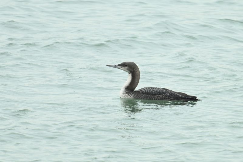 Gallery Pacific Diver