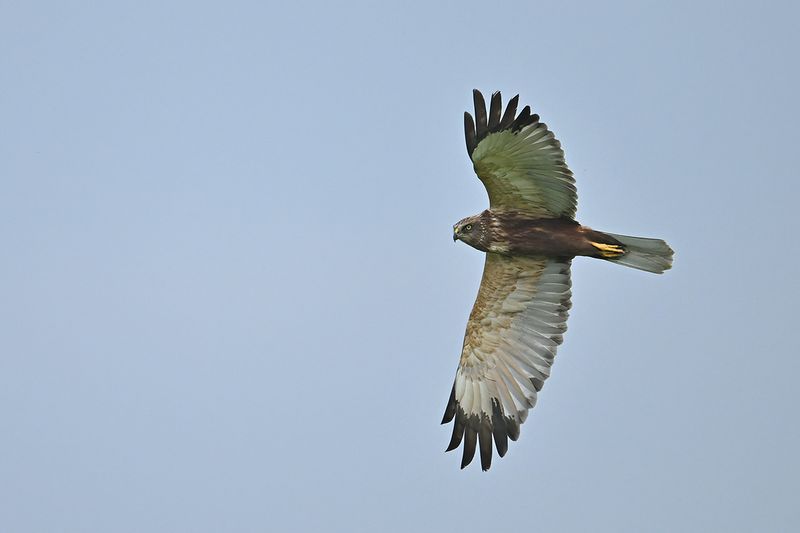 Western Marsh Harrier (Circus aeruginosus)