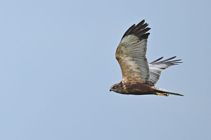Western Marsh Harrier (Circus aeruginosus)