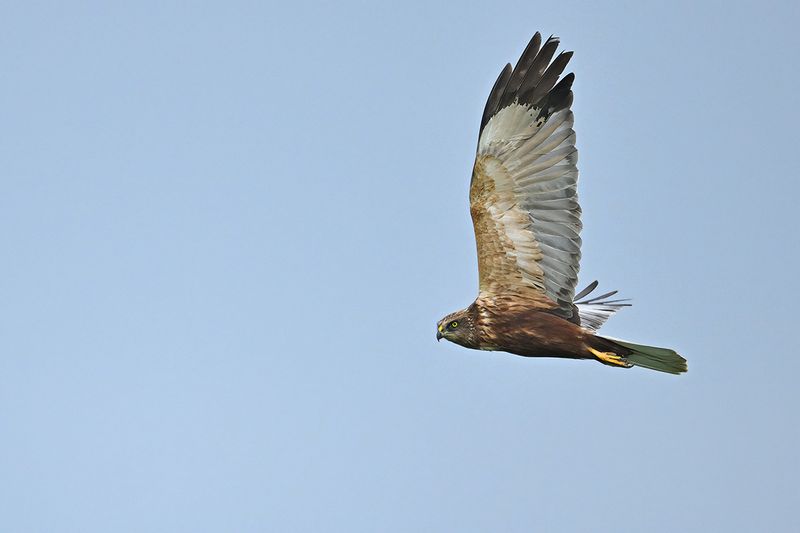Western Marsh Harrier (Circus aeruginosus)
