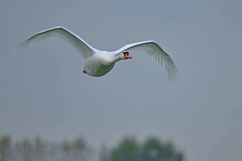 Mute swan (Cygnus olor)
