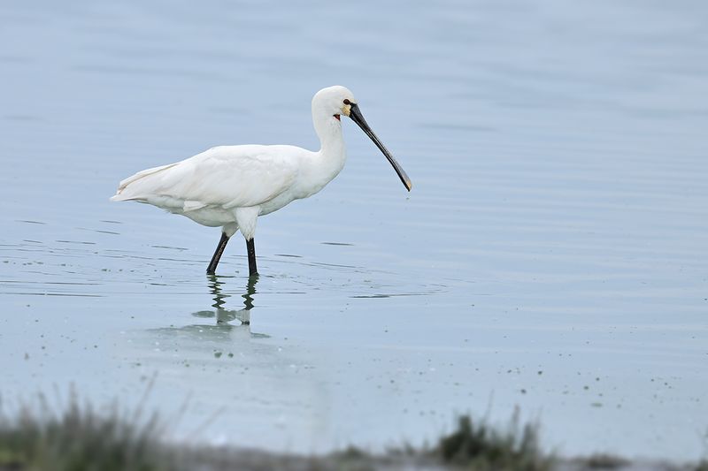 Eurasian Spoonbill (Platalea leucorodia)