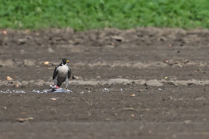 Peregrine Falcon (Falco peregrinus)