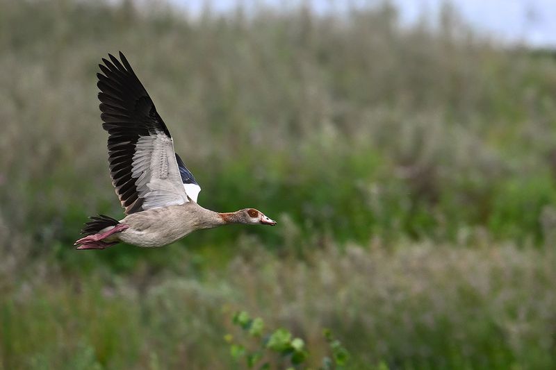 Gallery Egyptian Goose