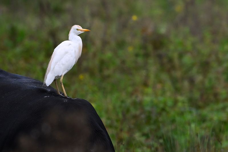 Cattle Egret (Ardea ibis)