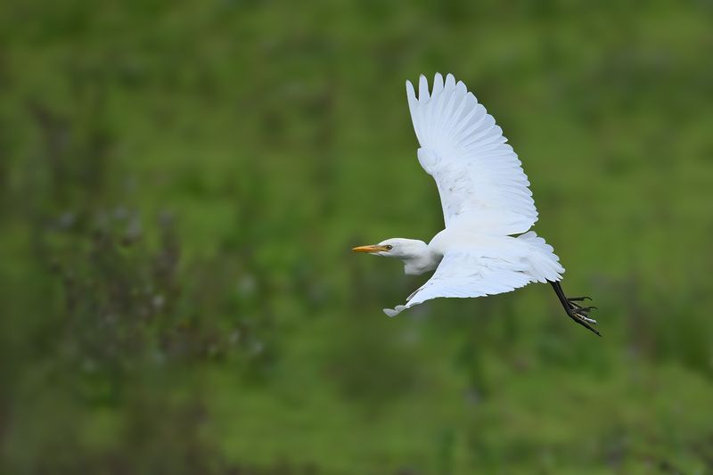 Cattle Egret (Ardea ibis)