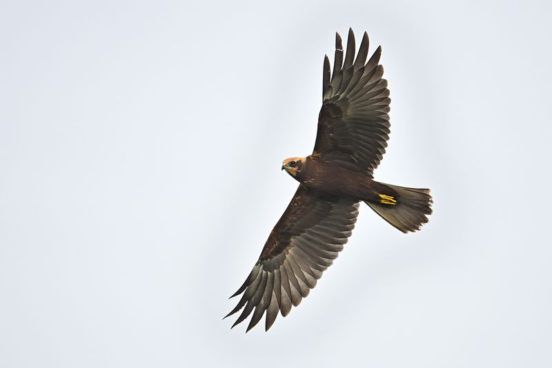Western Marsh Harrier (Circus aeruginosus)