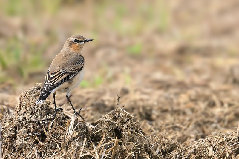 Northern Wheatear (Oenanthe oenanthe)