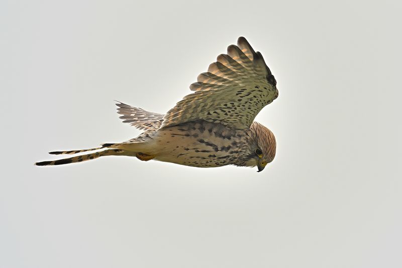 Common Kestrel (Falco tinnunculus)