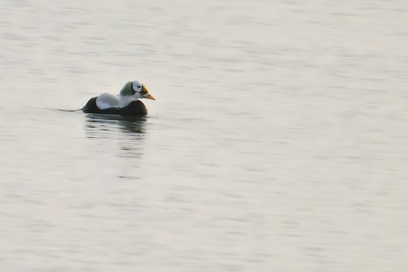 Spectacled Eider - (Somateria_fischeri)