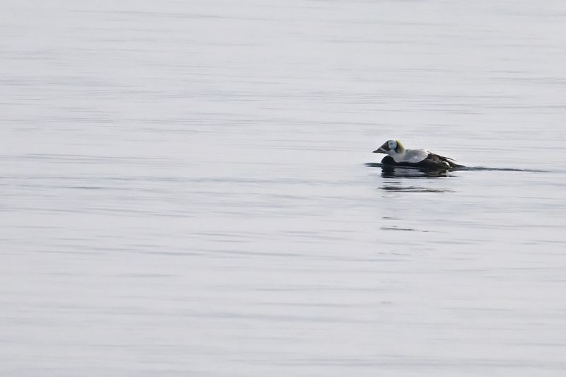 Spectacled Eider - (Somateria_fischeri)