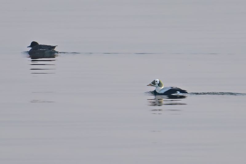 Spectacled Eider - (Somateria_fischeri)