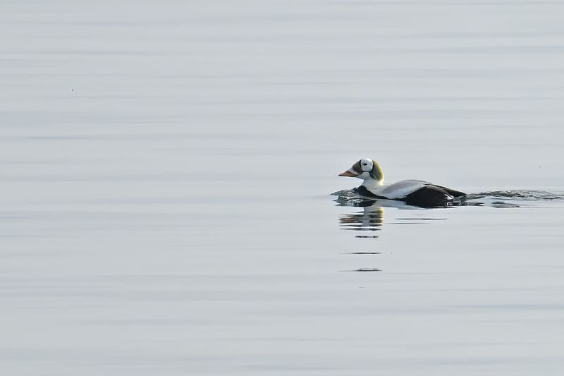 Spectacled Eider - (Somateria_fischeri)