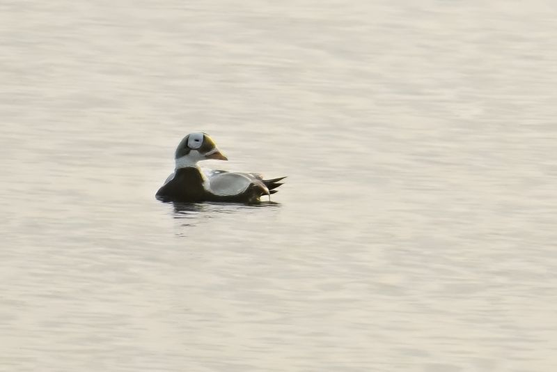 Spectacled Eider - (Somateria_fischeri)