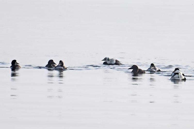 Spectacled Eider - (Somateria_fischeri)