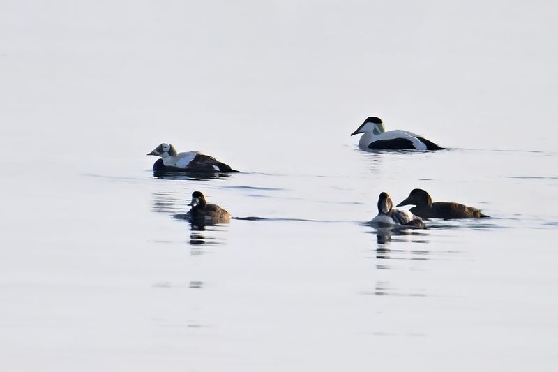Spectacled Eider - (Somateria_fischeri)