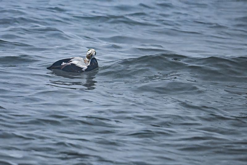 Spectacled Eider - (Somateria_fischeri)
