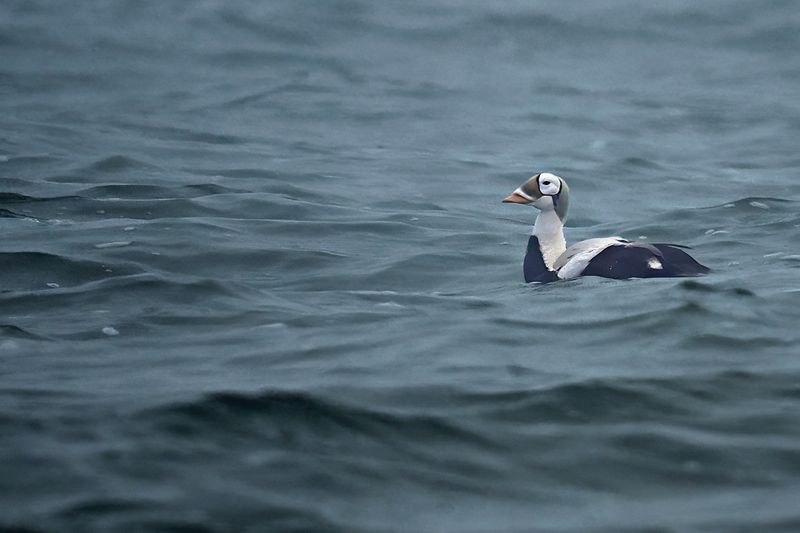 Spectacled Eider - (Somateria_fischeri)
