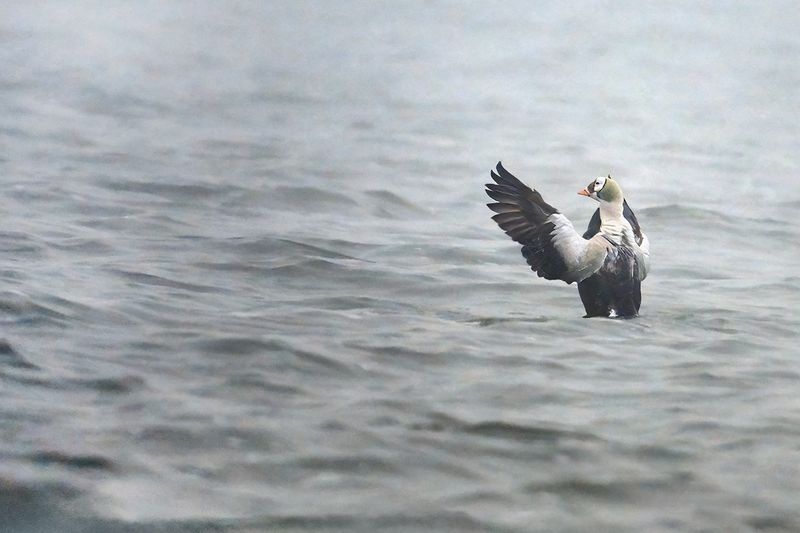 Spectacled Eider - (Somateria_fischeri)