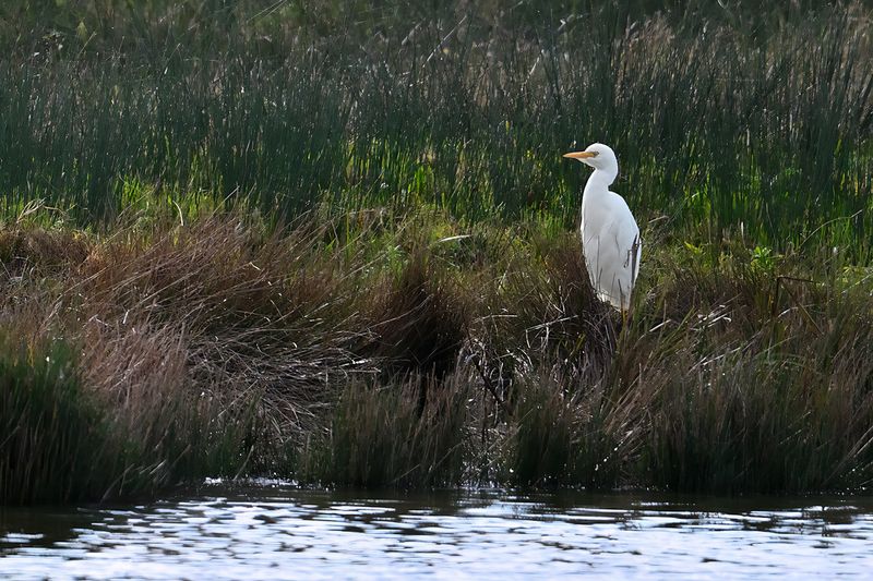 Cattle Egret (Bubulcus ibis)