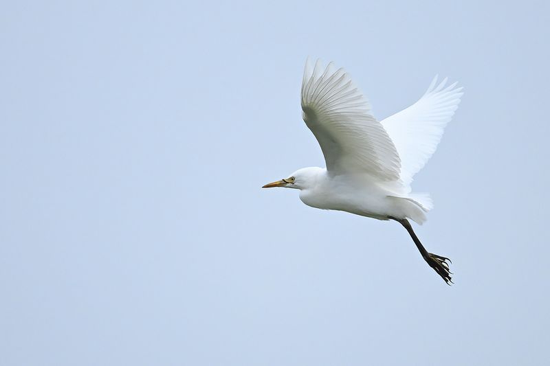 Cattle Egret (Bubulcus ibis)