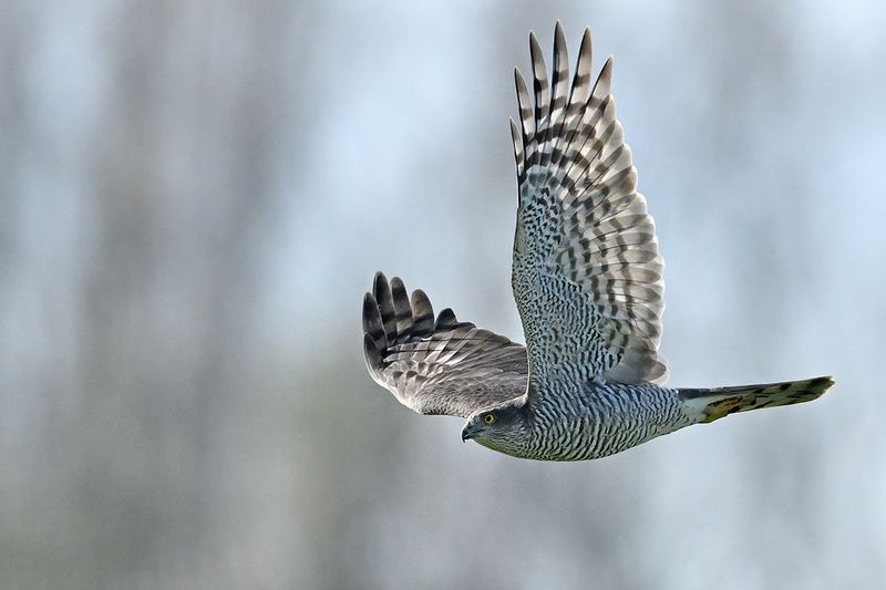 Eurasian Sparrowhawk (Accipiter nisus)