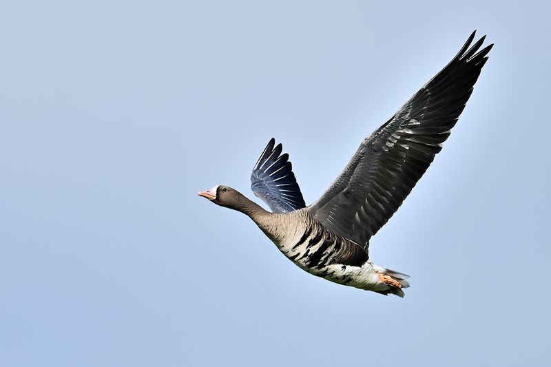 Greater white-fronted goose (Anser albifrons)