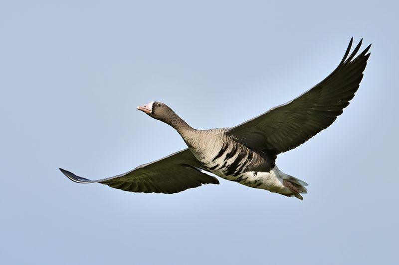 Greater white-fronted goose (Anser albifrons)