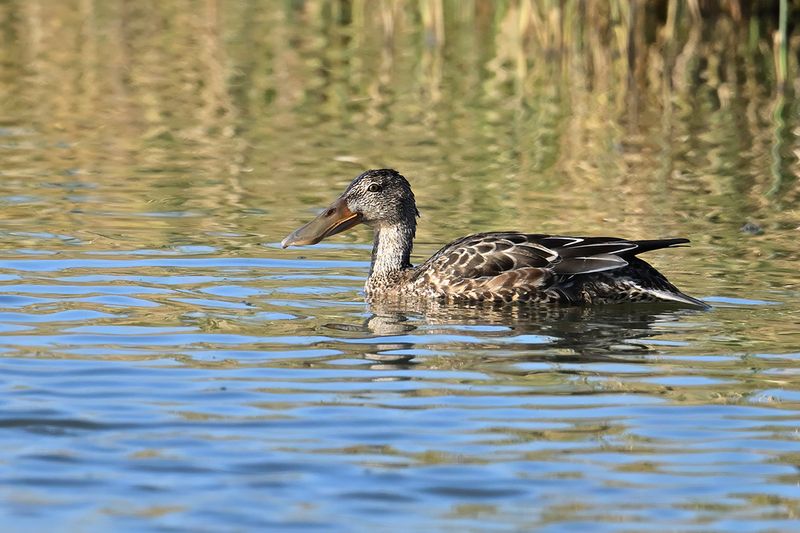 Northern Shoveler (Anas clypeata)