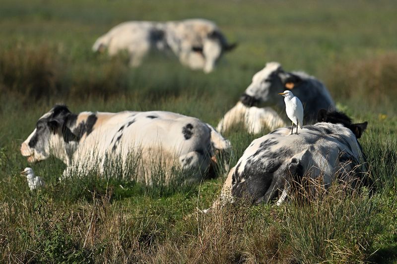 Cattle Egret (Bubulcus ibis)