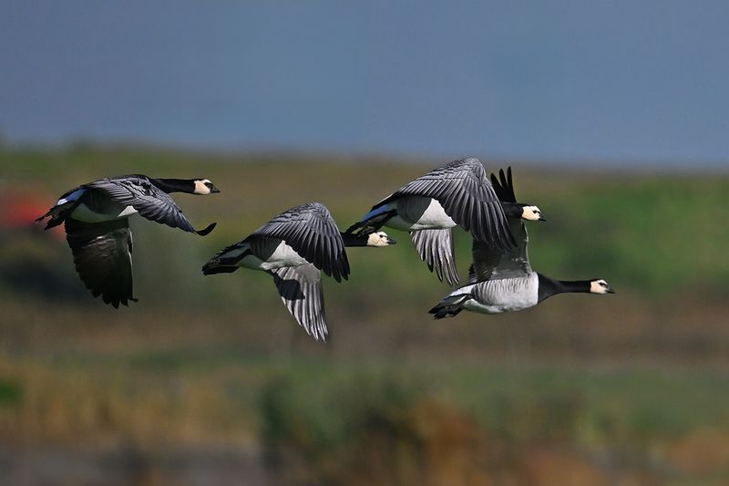 Barnacle Goose (Branta leucopsis)