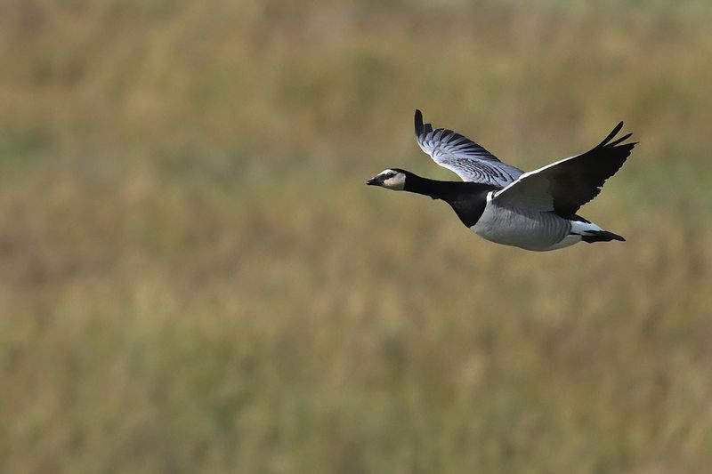 Barnacle Goose (Branta leucopsis)
